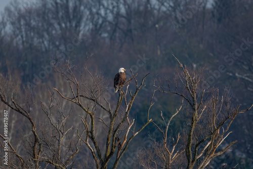 American bald eagle