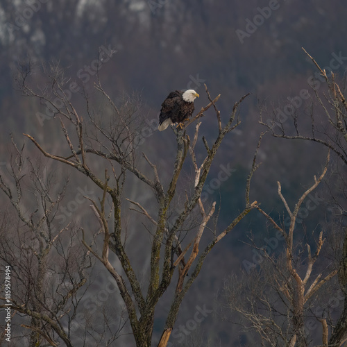 eagle on the tree
