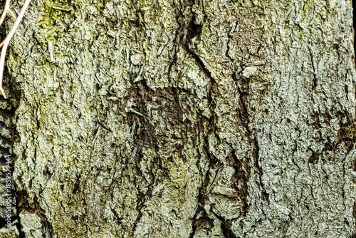 Green bark, texture, close up of tree.