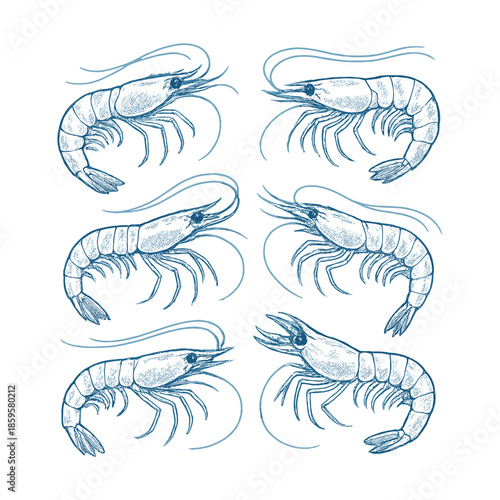Shrimp and Prawn Set. Hand Drawn Seafood Crustacean Engraving Illustration