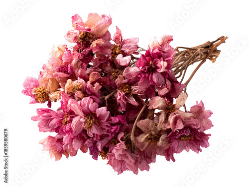 Dried pink flower cluster on white
