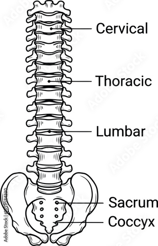 Human vertebral column, spine anatomy, labeled regions, cervical thoracic lumbar, sacrum coccyx, medical diagram, educational chart, skeletal structure, biology, vector