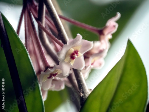 a beautiful unusual exotic flower resembling a wax product