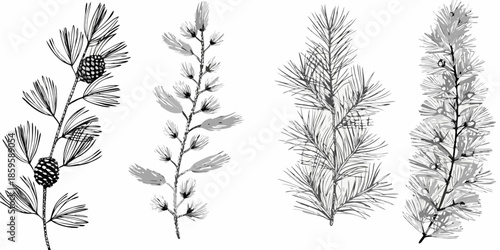 Detailed botanical illustration of various pine branches with cones and needles