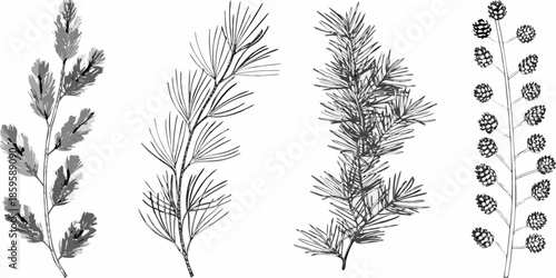 A botanical illustration featuring various coniferous tree branches and pinecones