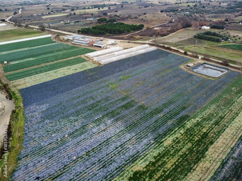 Wide view of agricultural fields with green crops and farm buildings in Spain during daytime in winter season