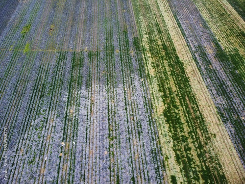 Fields of flowers showing lines of different colors and plant types in a large rural area