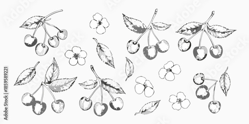 Delicate botanical illustration of cherry blossoms and ripe cherries on white