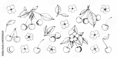 Delicate botanical illustration of cherries and blossoms in monochrome style