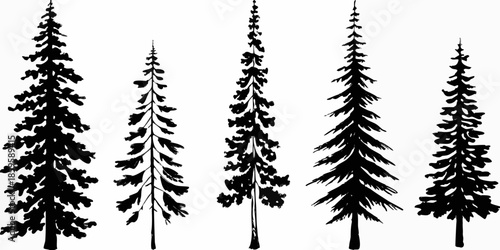 Silhouettes of coniferous trees a black and white woodland illustration