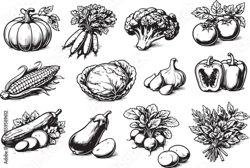 Vegetable And Herb Harvest Line Art Collection eps