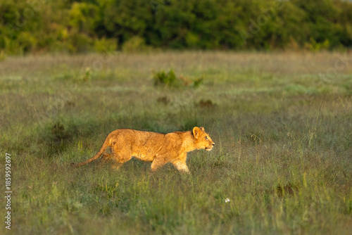 A sub-adult lion (Pamthera leo) striding through the savannah in a kenyan conservancy