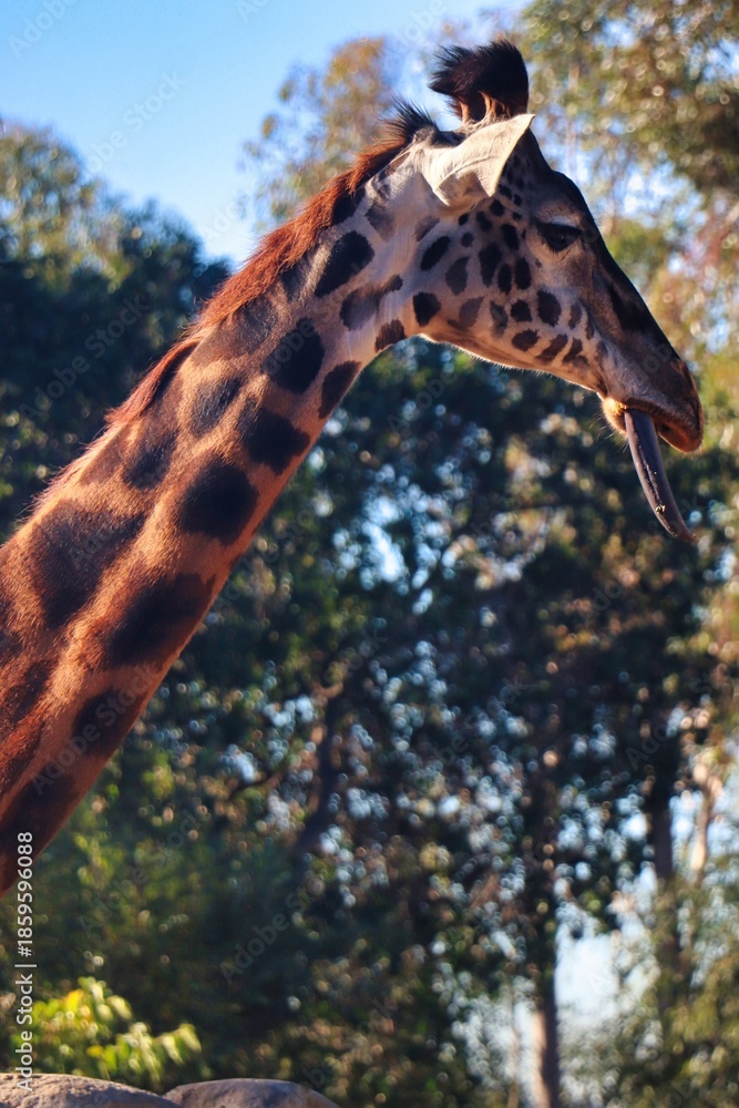 Konstfotografi Giraffes