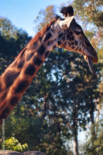 Canvas Print Giraffes