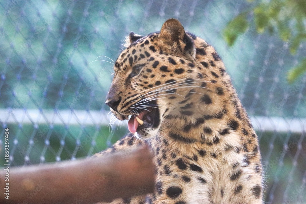 Tablou pe pânză Leopard