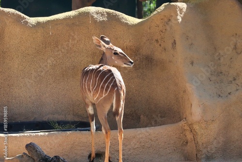Antelope