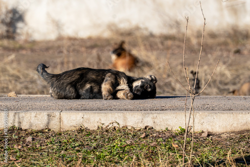 Obraz na plátně A small, dark stray puppy with black and tan fur is lying on a concrete curb in the sun