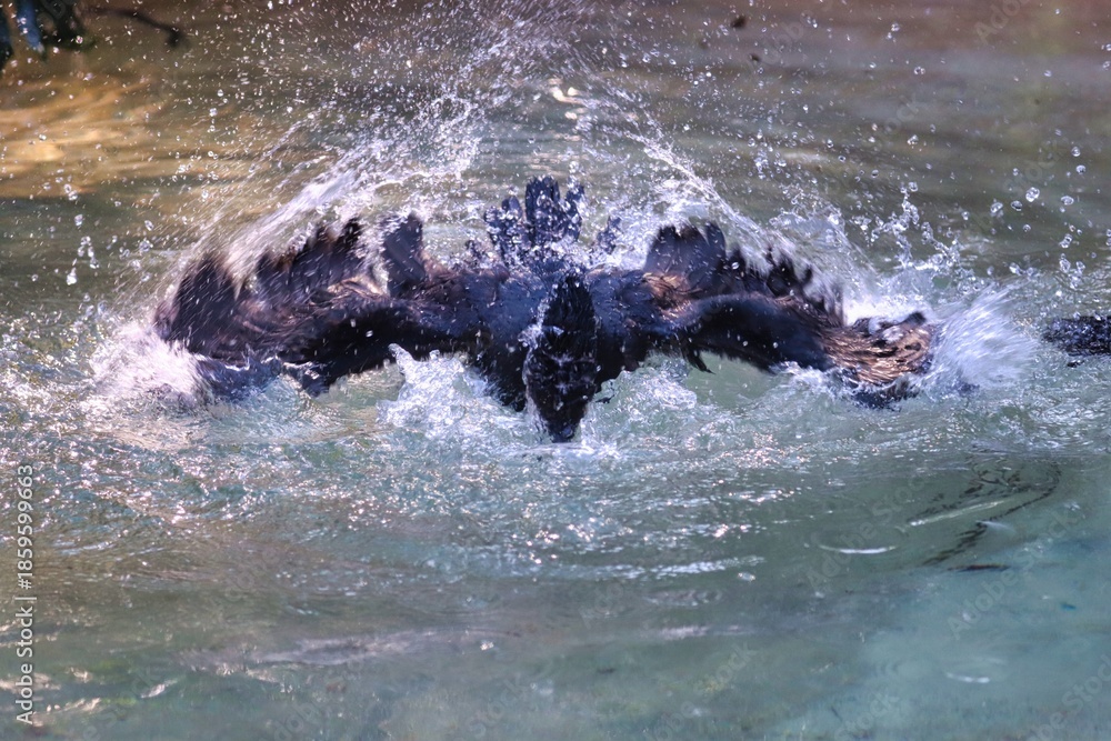 Fototapeta premium Animals