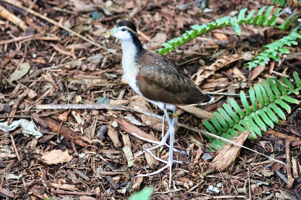 Obraz premium Biirds