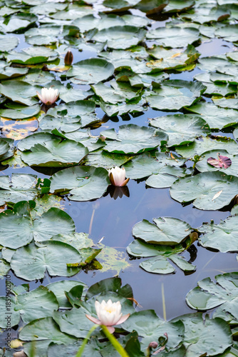 Tranquil Pond Covered In Water Lily Leaves During Summer With Subtle Ripples And Diffused Sunlight
