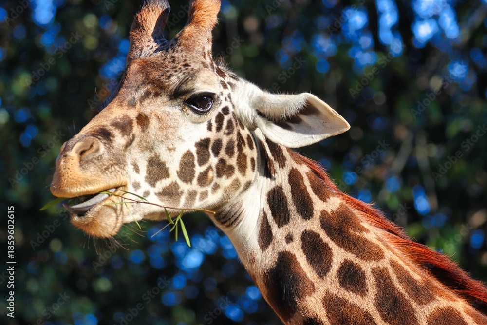 Obraz premium Giraffes