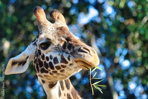Canvas Print Giraffes