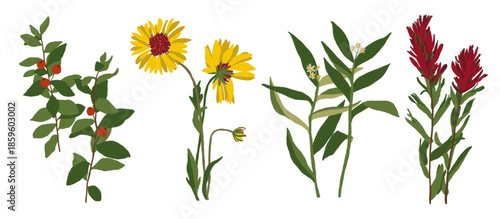 vintage botanical illustration set of colorful and natural flowers in artistic style