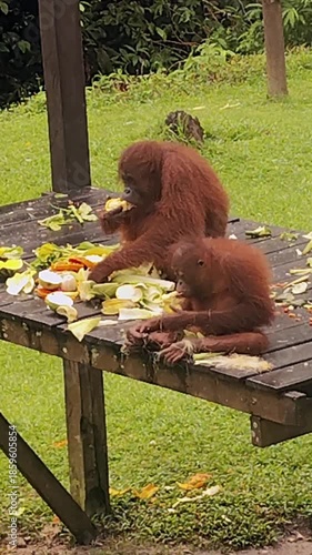 Wild orangutan mother and her baby eating together on a feeding platform at the Sepilok Orangutan Sanctuary in Borneo, Malaysia. Close view of natural behavior