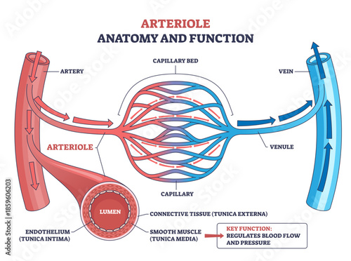 Arteriole anatomy and function shown through microcirculation, arteriole feeds capillary bed to venule, controlling blood flow and pressure, transparent background.