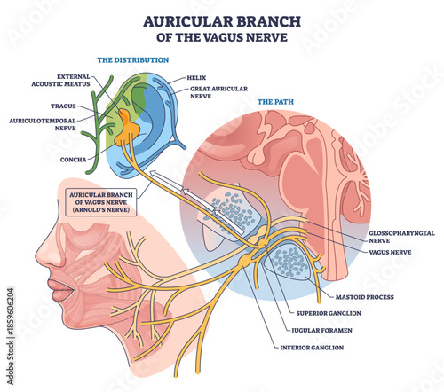 Vagus nerve auricular branch shown coursing to the ear, mapping its path and ganglia, key elements, ear anatomy, nerve fibers, superior-inferior ganglion, transparent background.