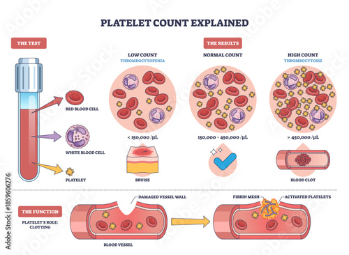 Platelet count explained shows low, normal, and high results with clot formation, platelets, red blood cells, and test tube illustrate the concept, transparent background.