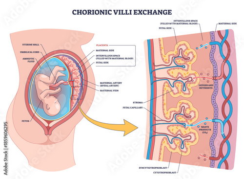 Chorionic villi exchange shows maternal fetal transfer via placenta, key parts, villi, intervillous space, umbilical cord enabling oxygen-nutrient flow and waste removal, transparent background.