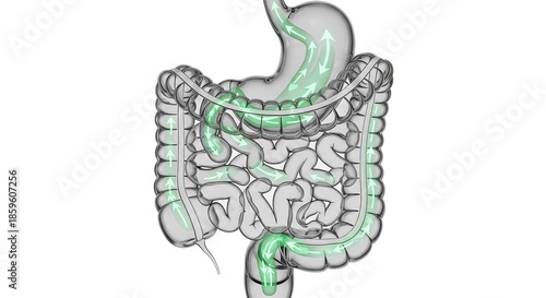 Medical Concept of Healthy Digestion and Gut Function with Green Flow Arrows on Isolated White Background