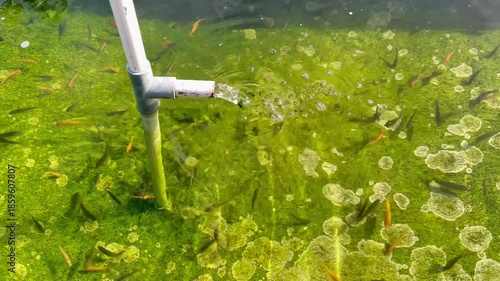 Fresh Water Flowing from PVC Pipe into Green Fish Pond
