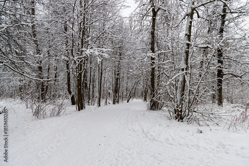 Winter forest path with snow-covered trees