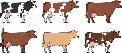 Set of domestic dairy cow breeds in different colors including holstein friesian jersey and brown swiss standing isolated vector illustration