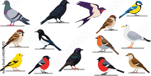 Large collection of common birds and songbirds including pigeon sparrow robin swallow magpie and bullfinch perched on branches isolated vector illustration