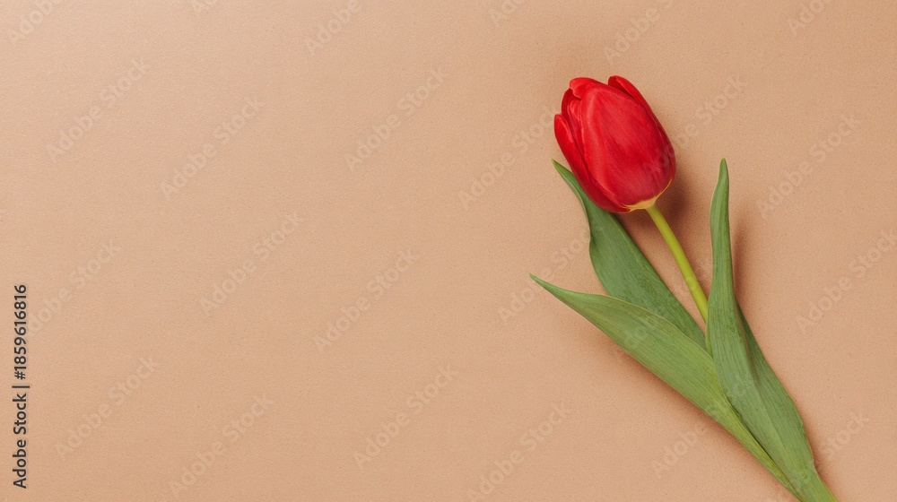 Fototapeta premium topdown. A single vibrant red tulip elegantly placed on a simple beige background in a minimalist style. gardening catalogs, home-decor guides, designed for gardening and botanical catalogs.