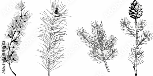 A botanical illustration depicting different types of pine tree branches and cones