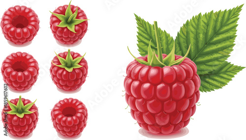 Raspberry fruit icon set, juicy berries, realistic texture, green leaves, botanical food illustration, fresh harvest - flat vector illustration