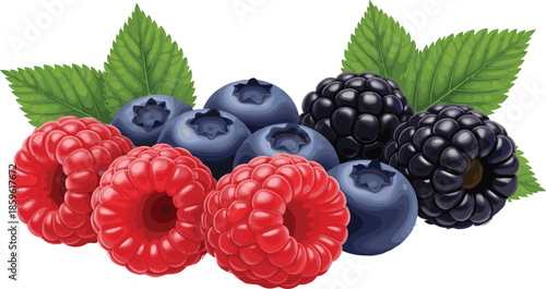 Berry fruit collection, raspberry, blackberry, blueberry with green leaves, juicy texture, fresh harvest - flat vector illustration