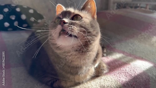 A cute grey tabby cat lies on a bed in the room and looking up. Close view. Beautiful and beloved she is. In sunbeams. Homely atmosphere. Family. Home. Love. For video presentation, advertising.