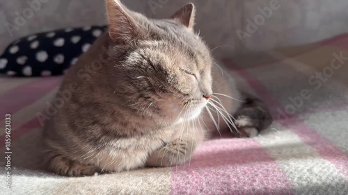 A cute grey tabby cat lies on a bed in the room. Close view. Beautiful and beloved she is. In sunbeams. Homely atmosphere. Love. Home. Family. For video presentation, advertising.