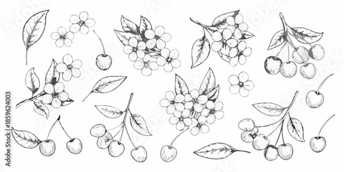 Delicate floral and fruit illustration featuring cherry blossoms and ripe cherries