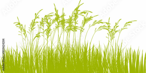 Green Grass Borders, Vector Illustration. Grass background. Selective focus. Closeup of green grass isolated on transparent background, can be used on different backgrounds. 3D render.