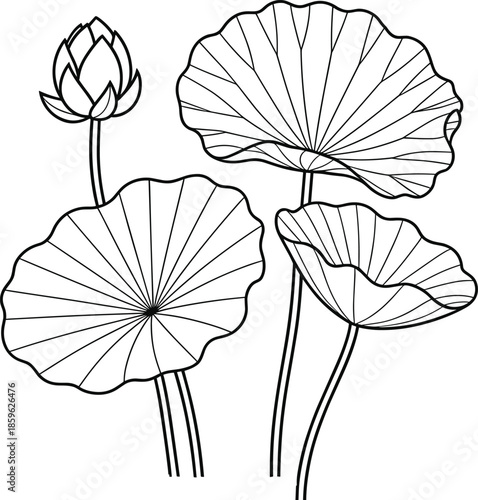 Black and white line of lotus flowers and buds line black and white