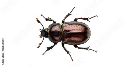 Brown beetle isolated on transparent background