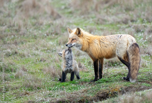 Valokuva A fox kit smells a parents mouth