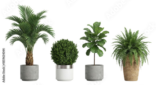 Large tropical palm tree and lush green foliage plants in concrete and wicker pots isolated