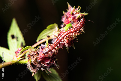 A millipede crawls on the plants in the wilderness field